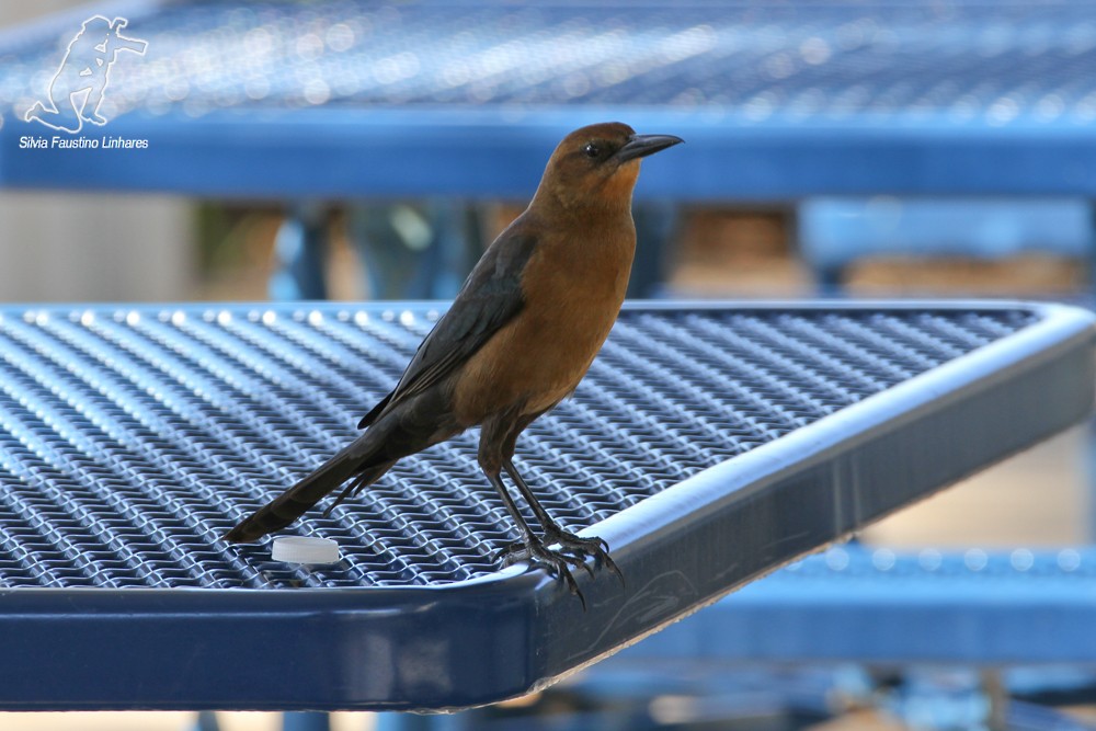 Boat-tailed Grackle - Silvia Faustino Linhares
