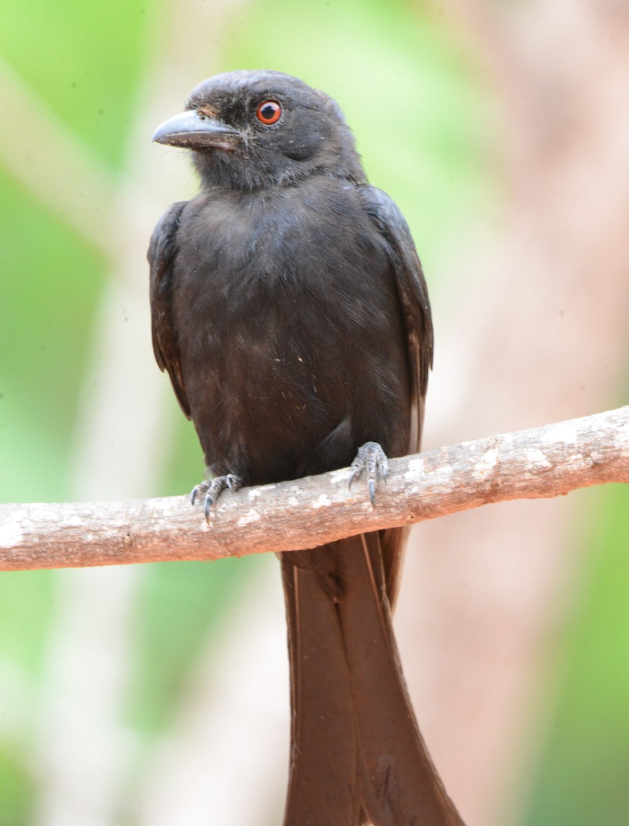 Fork-tailed Drongo - Bertina K