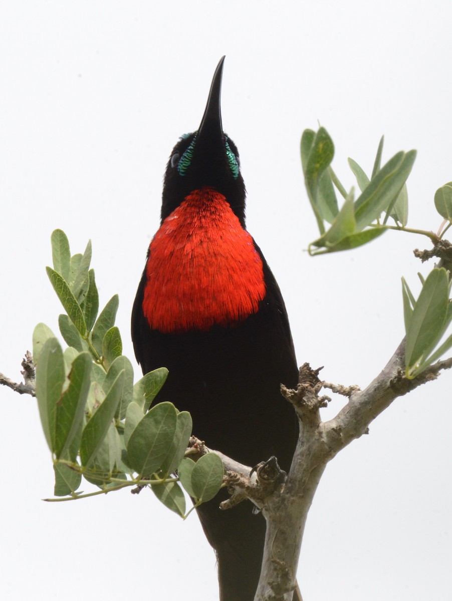 Hunter's Sunbird - ML518629881