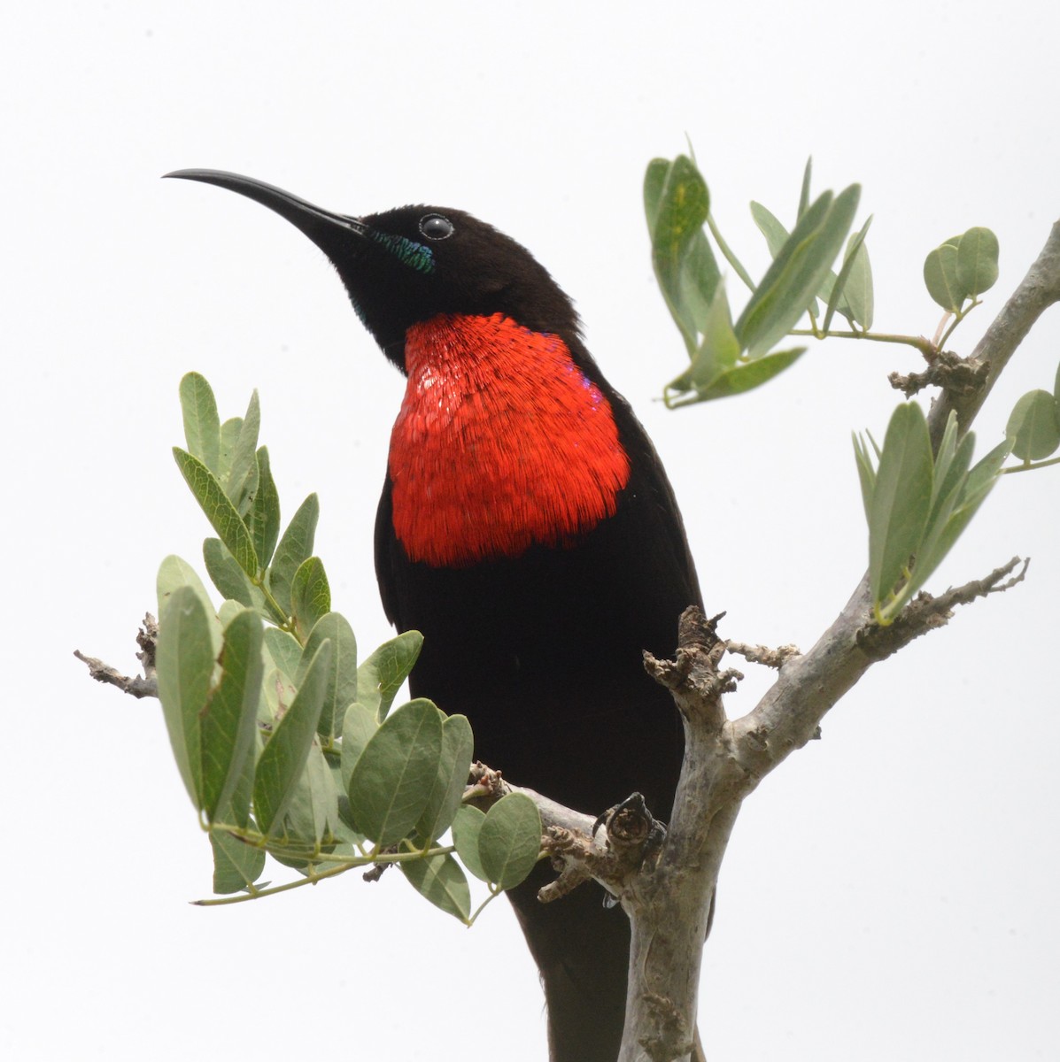 Hunter's Sunbird - ML518629901