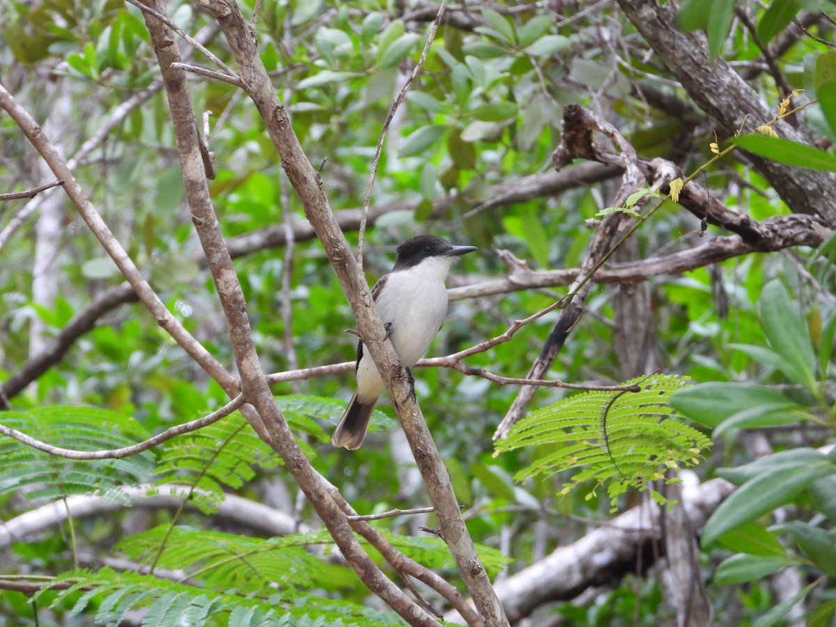 Loggerhead Kingbird - ML518630021