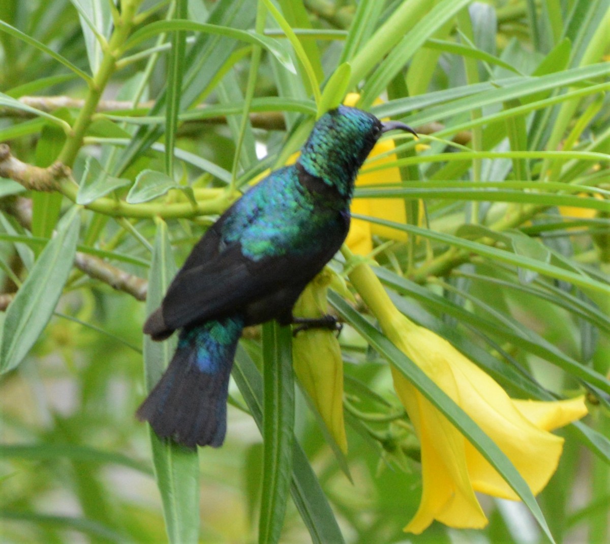 Tsavo Sunbird - Bertina K