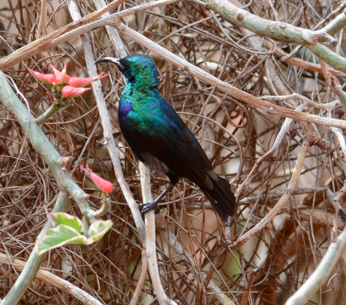 Tsavo Sunbird - Bertina K