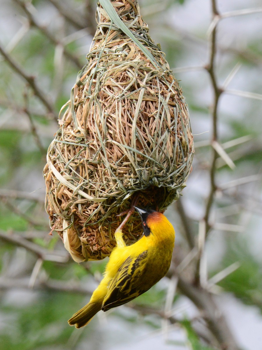 Vitelline Masked-Weaver - ML518630221