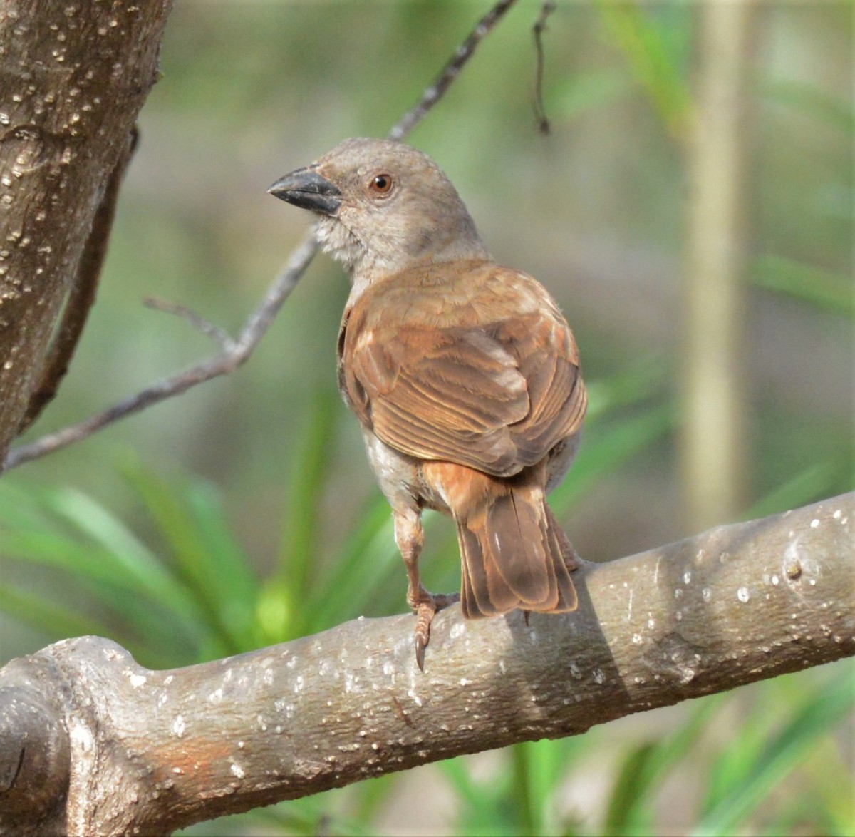 Parrot-billed Sparrow - Bertina K