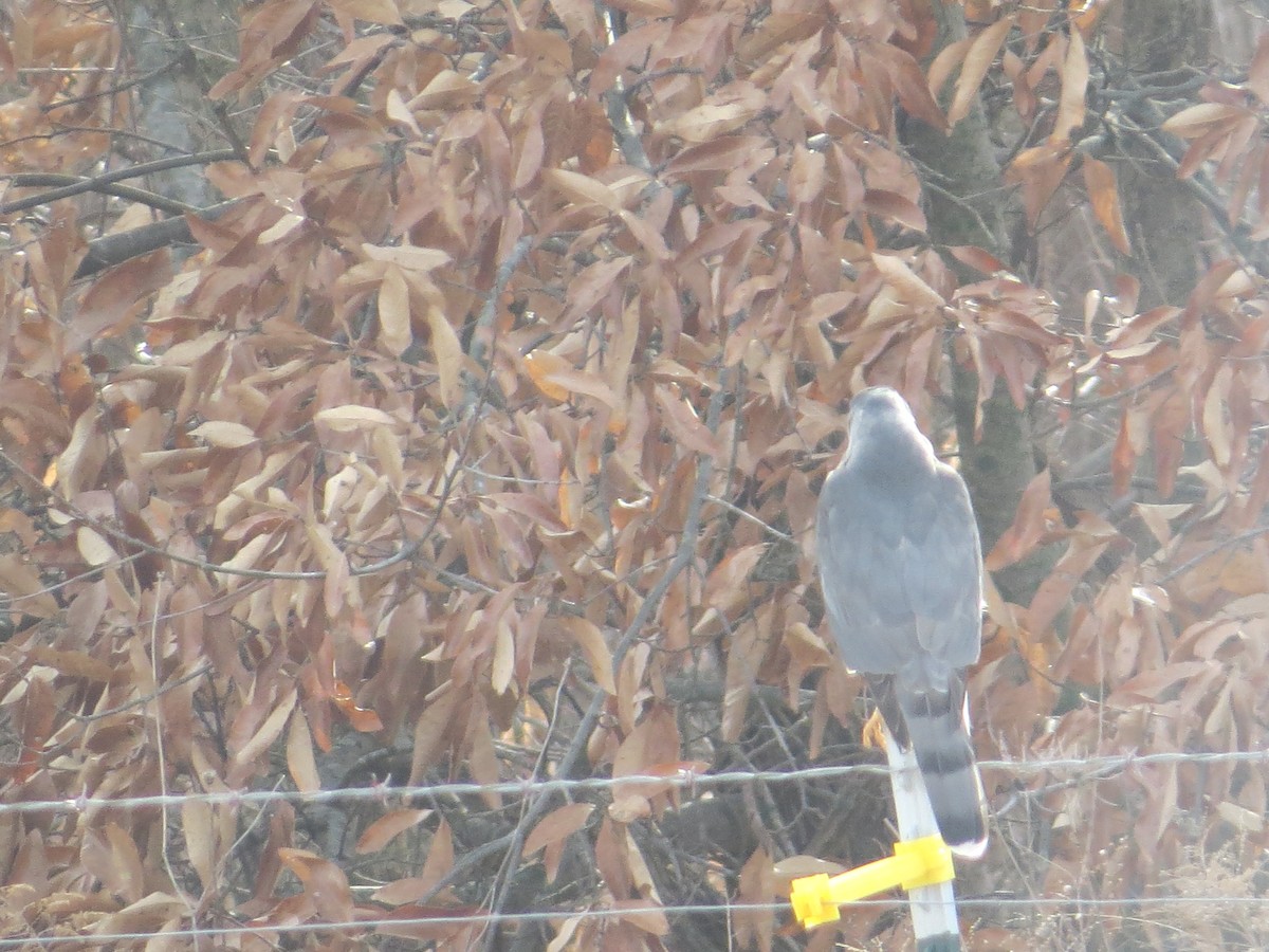 Cooper's Hawk - Jacob Decker