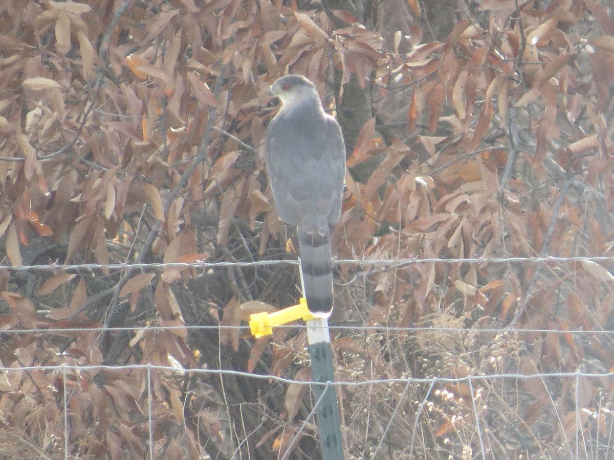 Cooper's Hawk - ML518630521