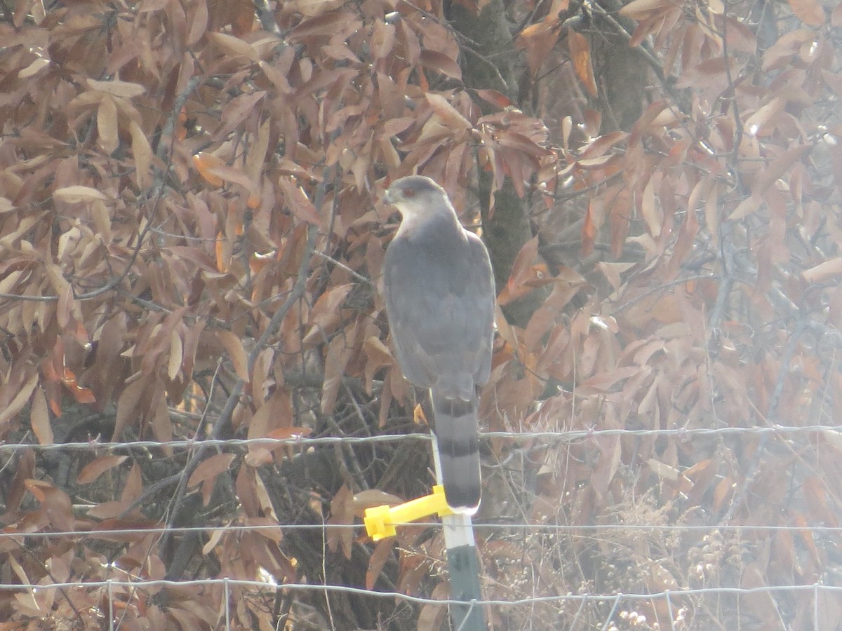 Cooper's Hawk - Jacob Decker