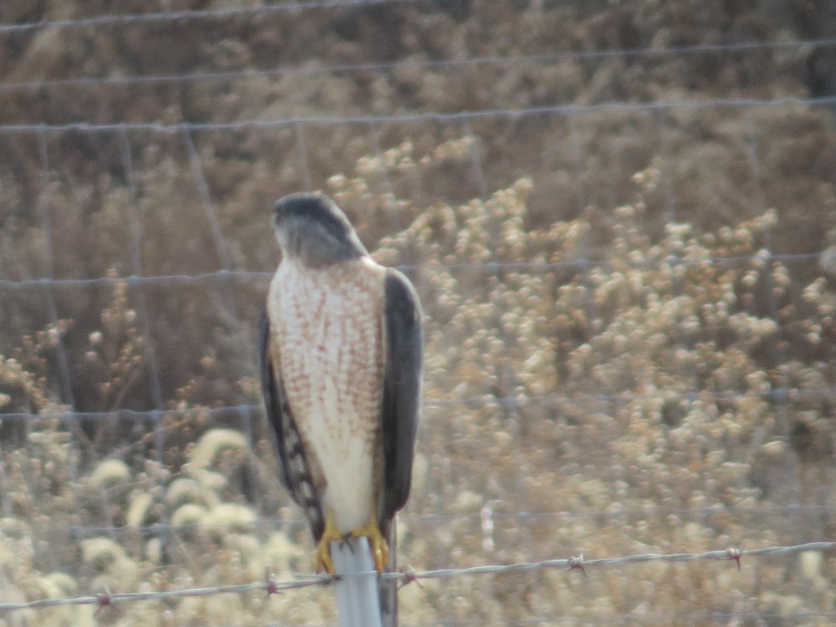 Cooper's Hawk - ML518630561