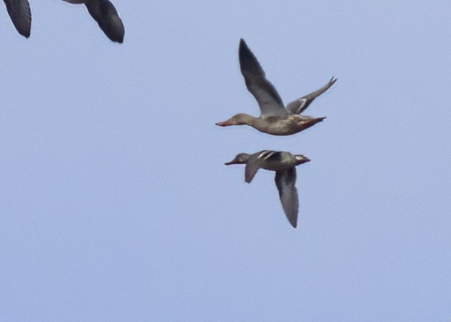 Northern Shoveler - ML518631181