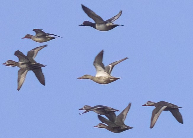 Northern Shoveler - ML518631191