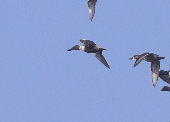 Northern Shoveler - ML518631201