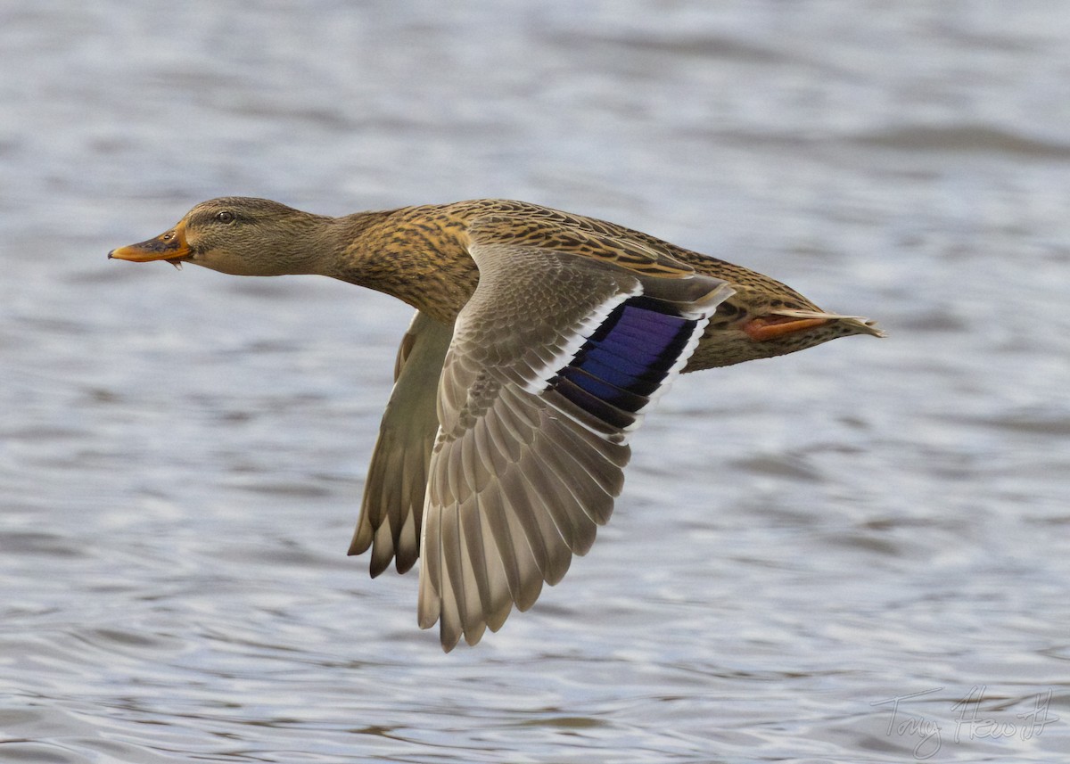 Mallard - ML518631291