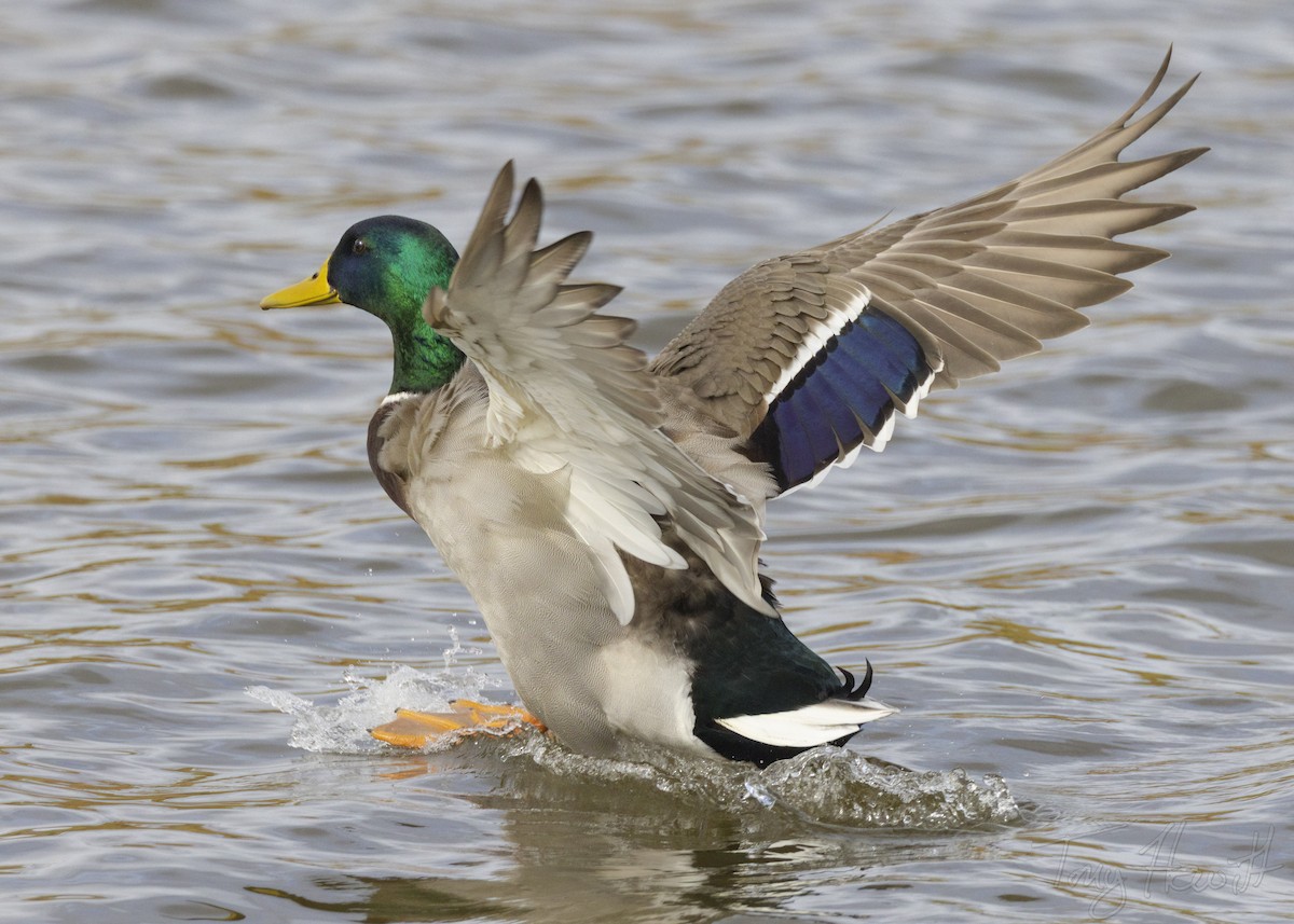 Mallard - ML518631301