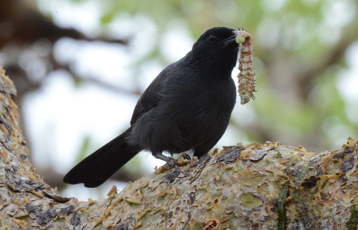 Slate-colored Boubou - Bertina K