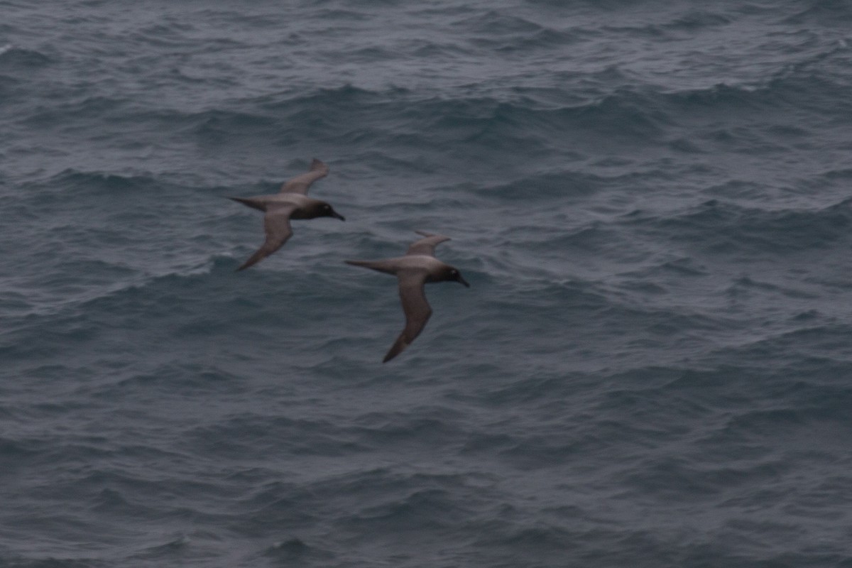 Light-mantled Albatross - ML518632561