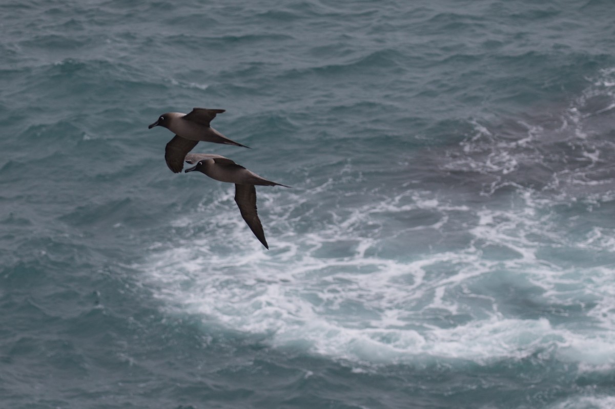 Light-mantled Albatross - ML518632621