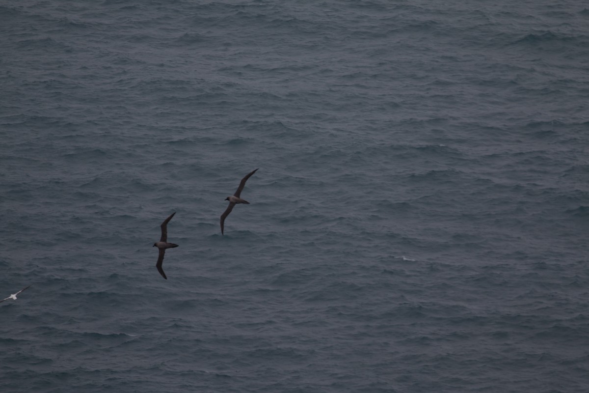 Light-mantled Albatross - ML518632661