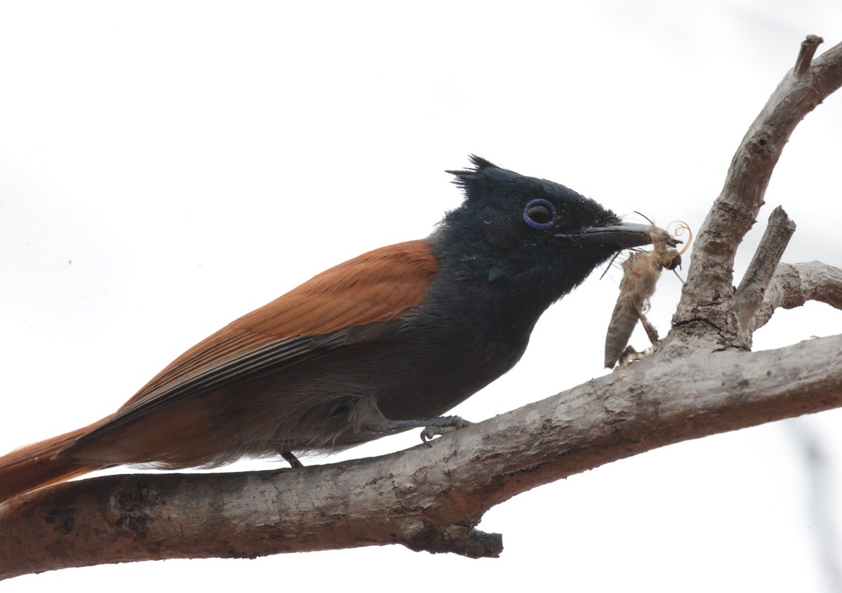 African Paradise-Flycatcher - Bertina K