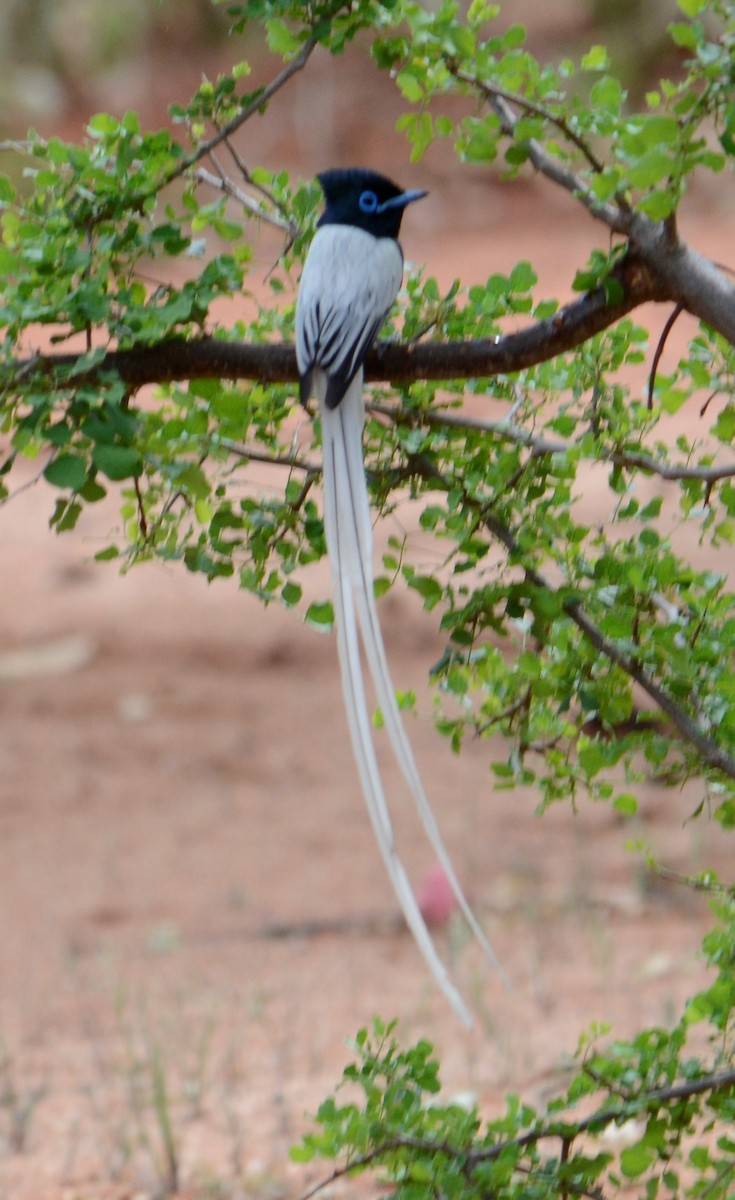 African Paradise-Flycatcher - ML518632801