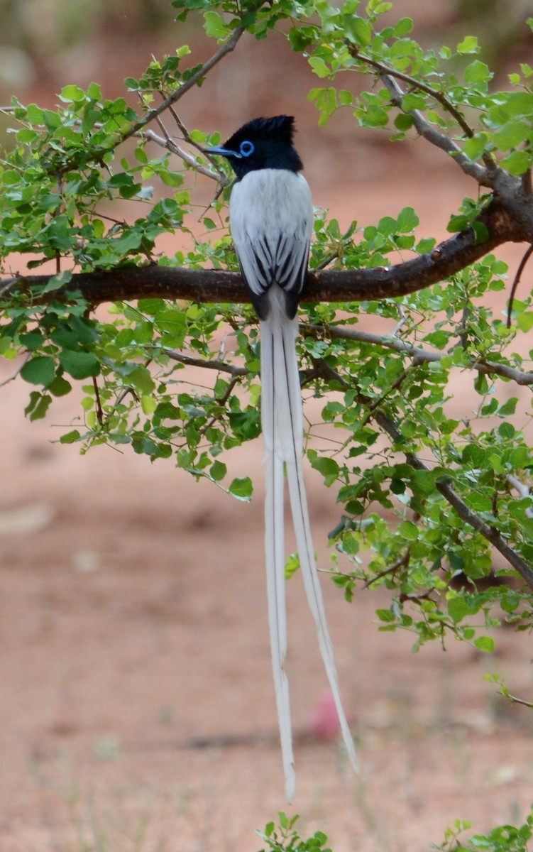 African Paradise-Flycatcher - ML518632811