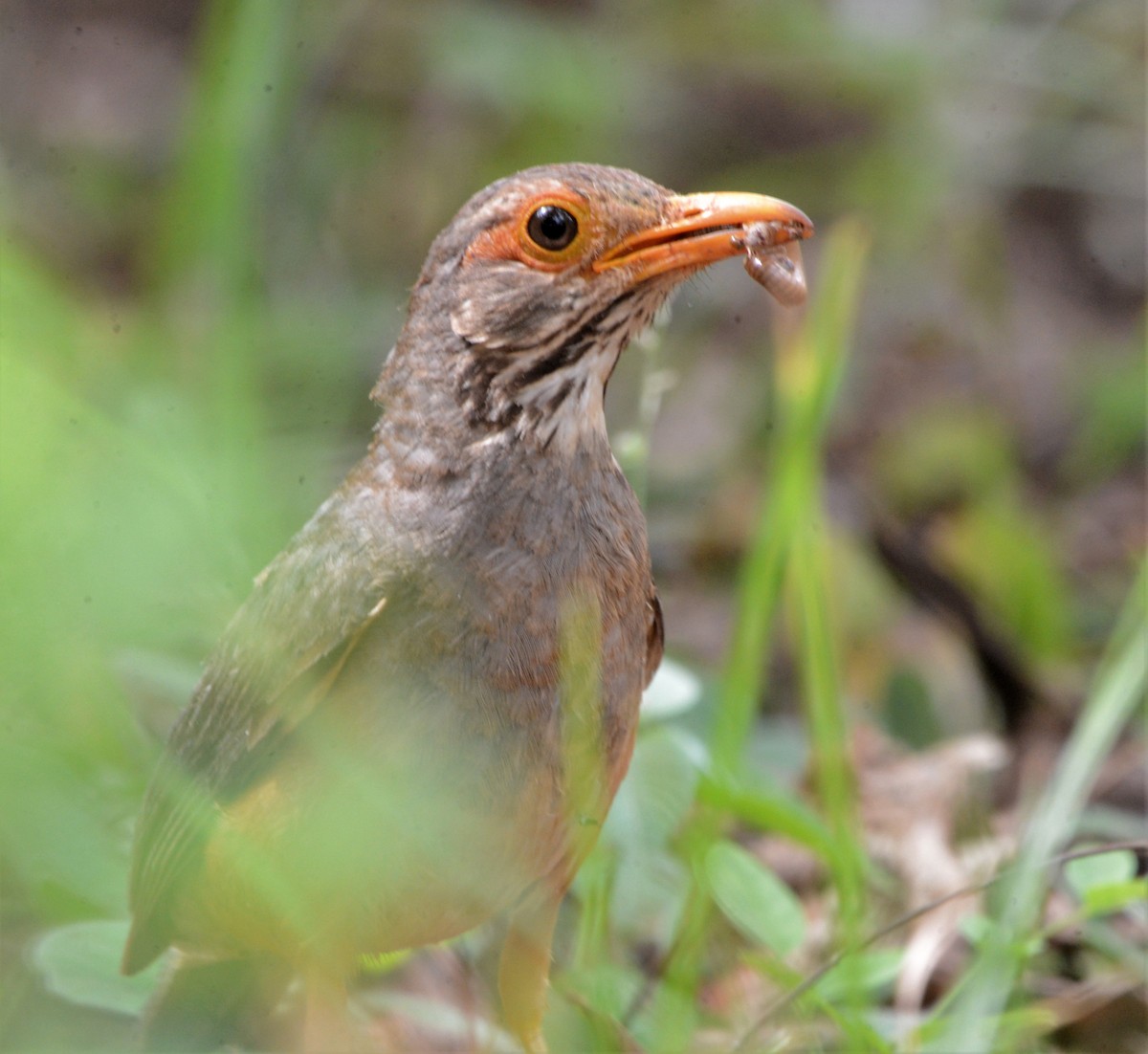 African Bare-eyed Thrush - ML518633021