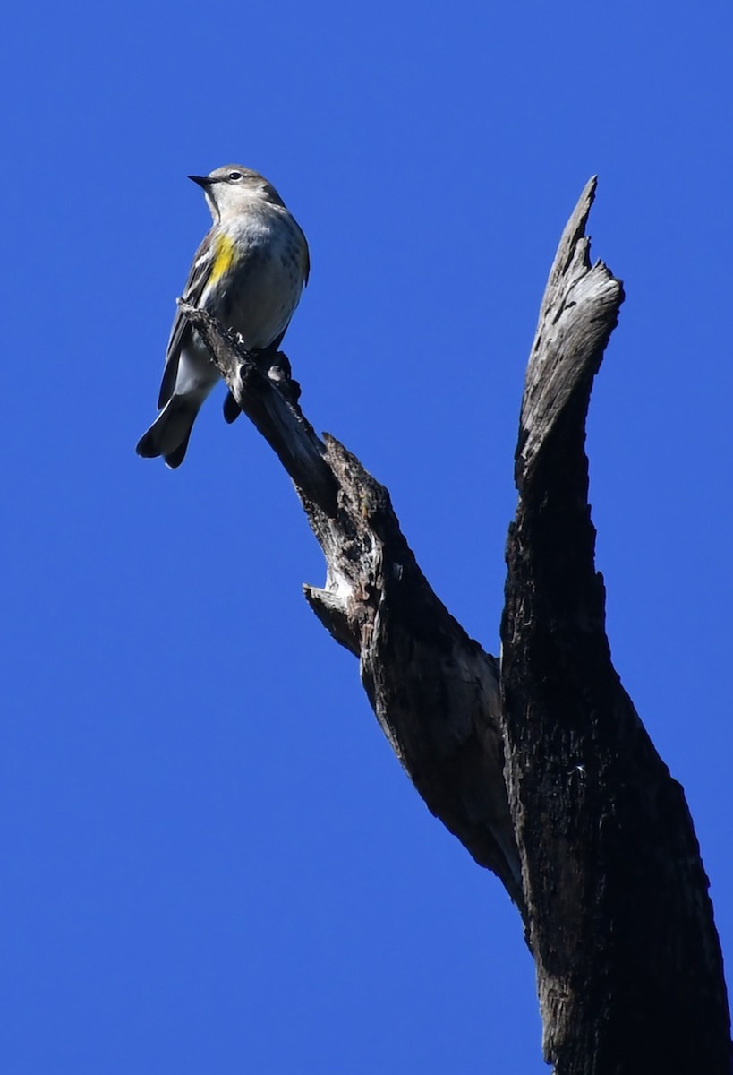 Yellow-rumped Warbler - ML518633171