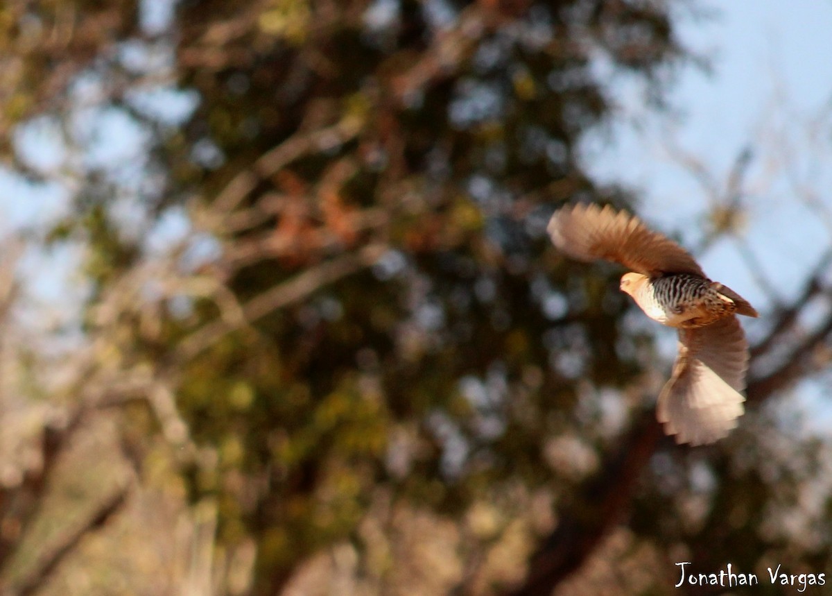 Colin barré - ML51863341