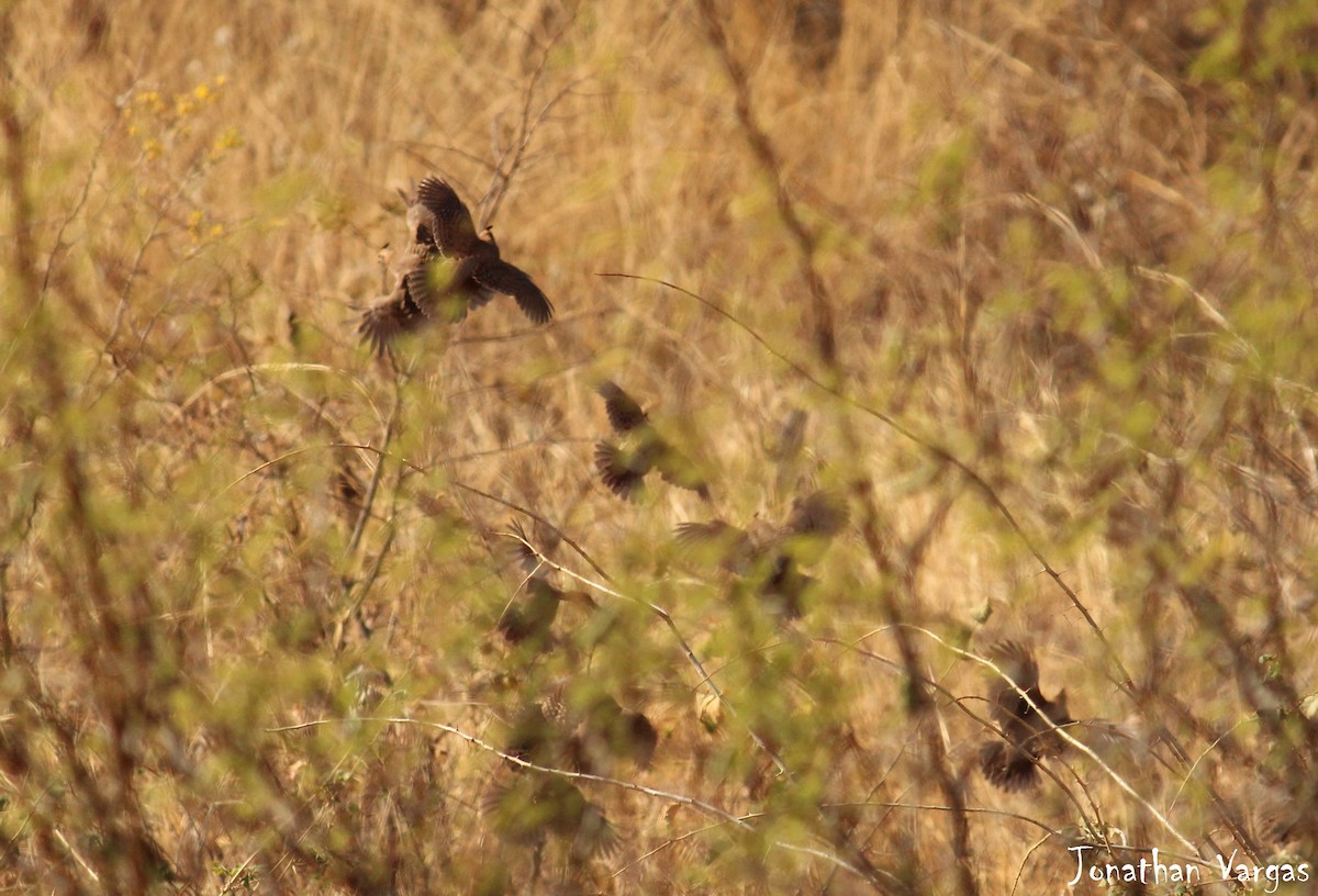 Banded Quail - ML51863361