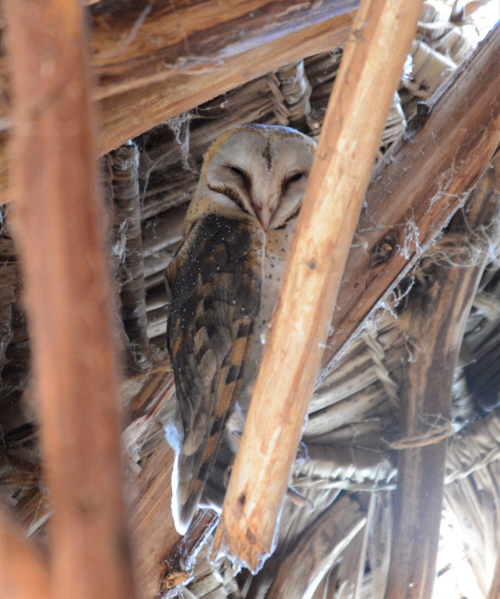 Western Barn Owl - ML518634011