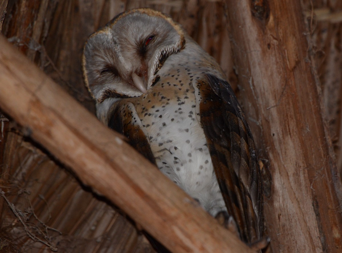 Western Barn Owl - ML518634031