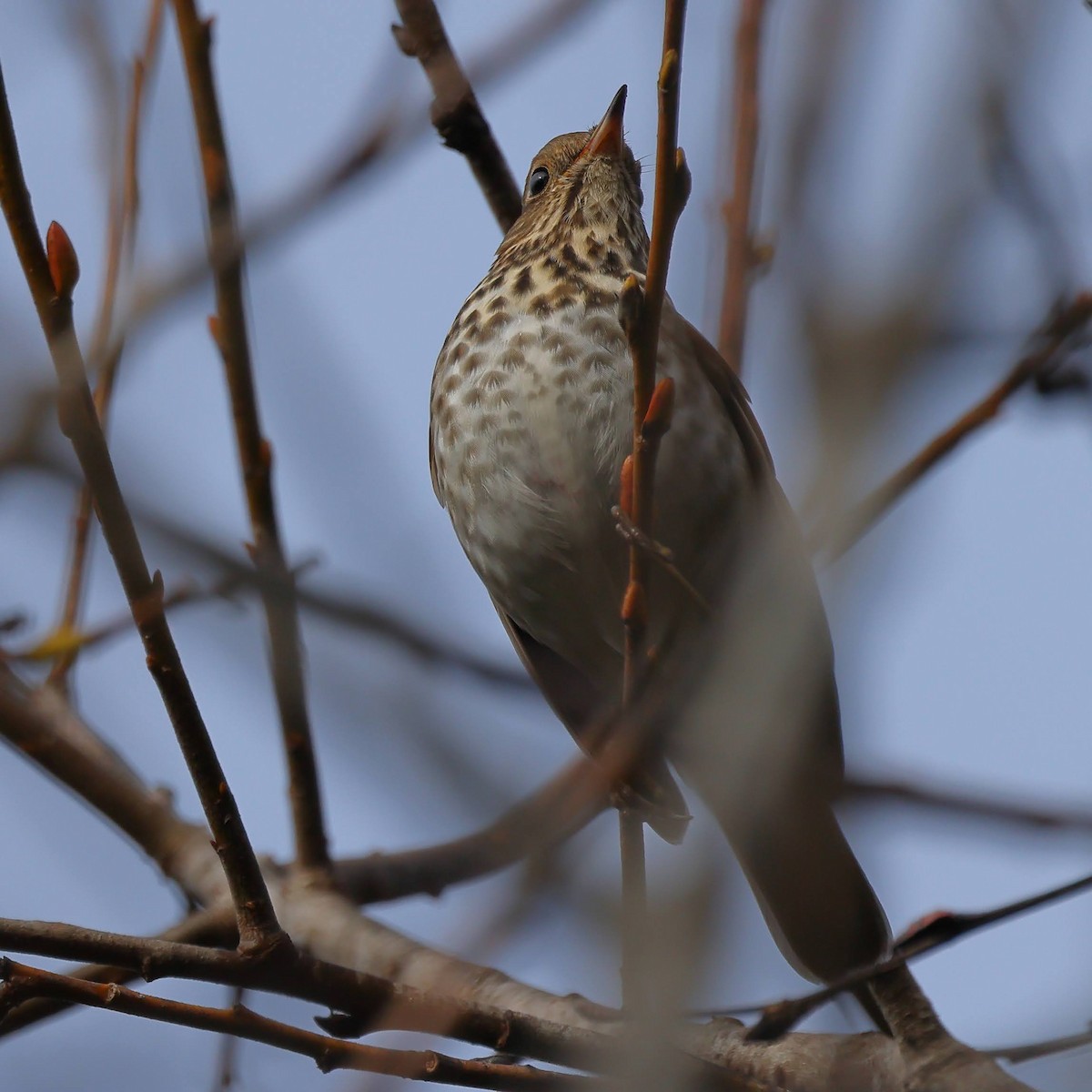 Hermit Thrush - ML518634491