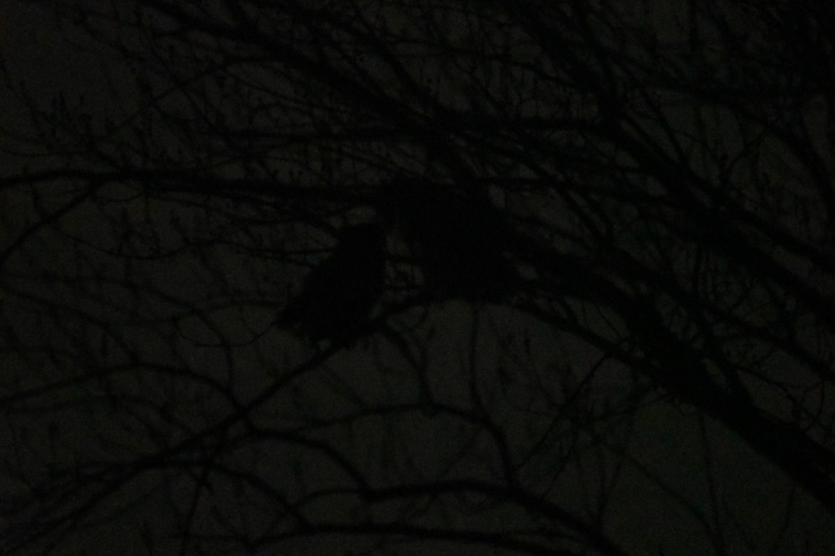 Great Horned Owl - ML518634761