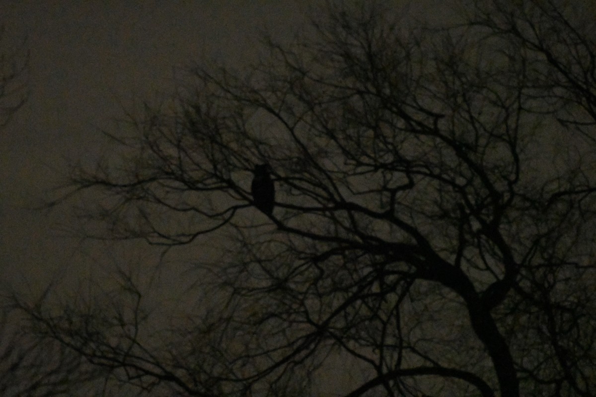 Great Horned Owl - ML518634771