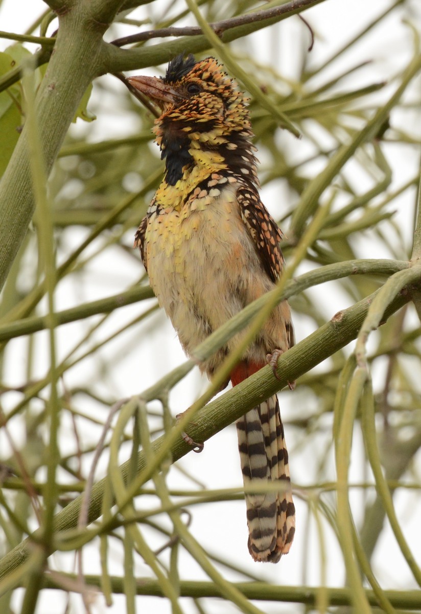 D'Arnaud's Barbet - ML518634931