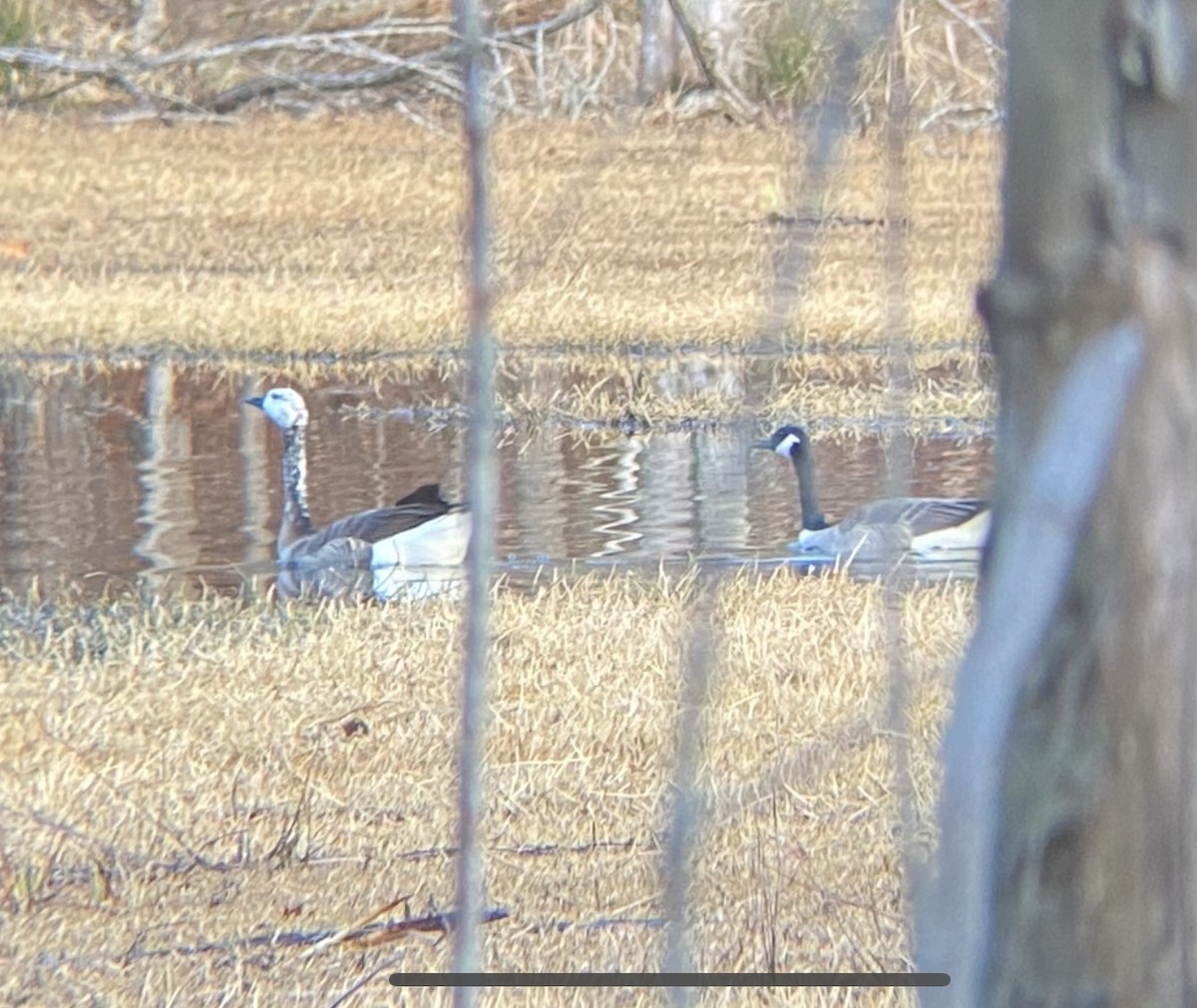 Canada Goose - ML518636331