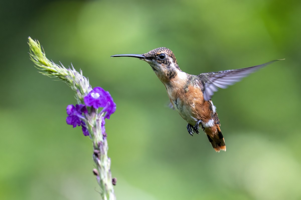 White-bellied Woodstar - ML518636571