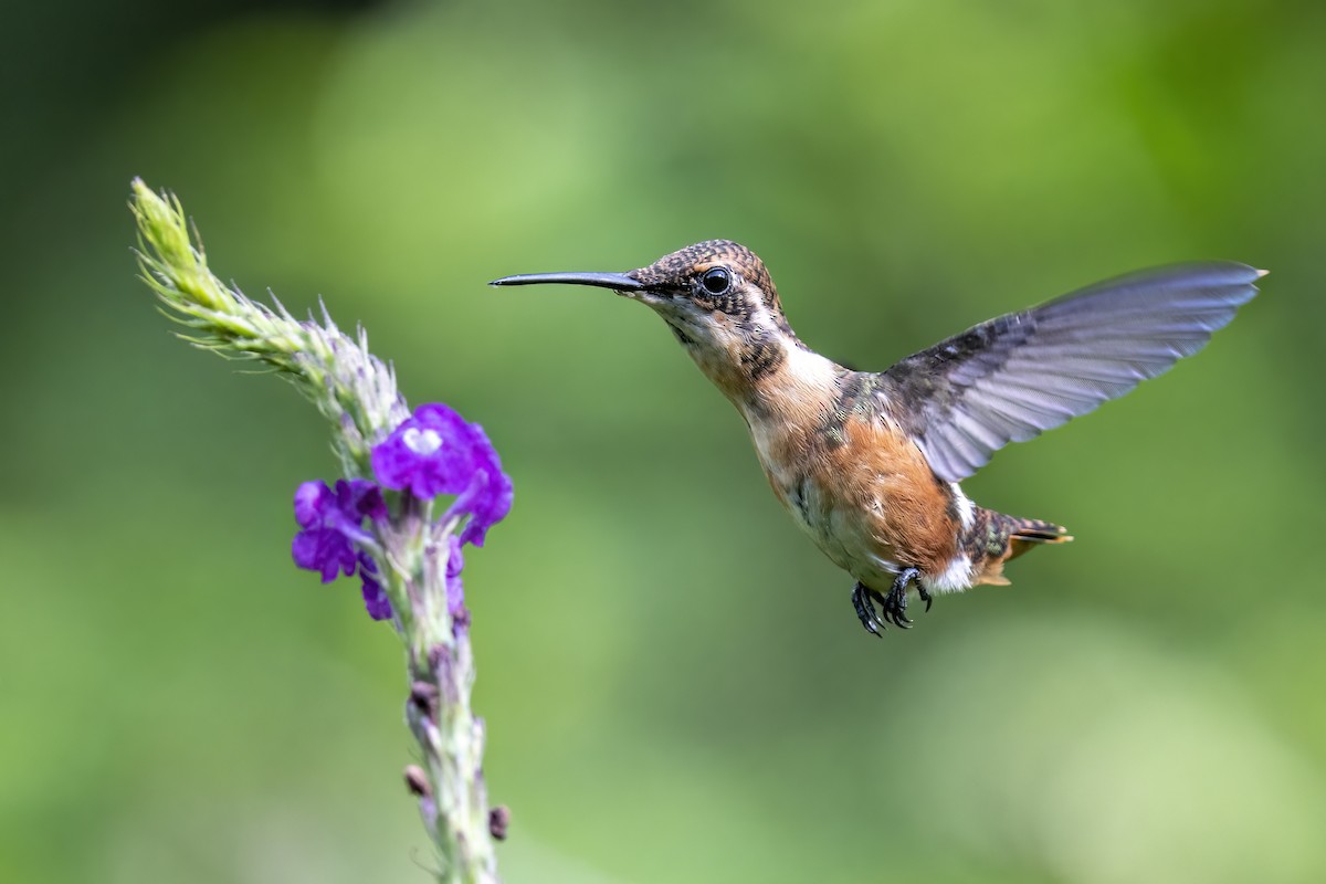 White-bellied Woodstar - ML518636591