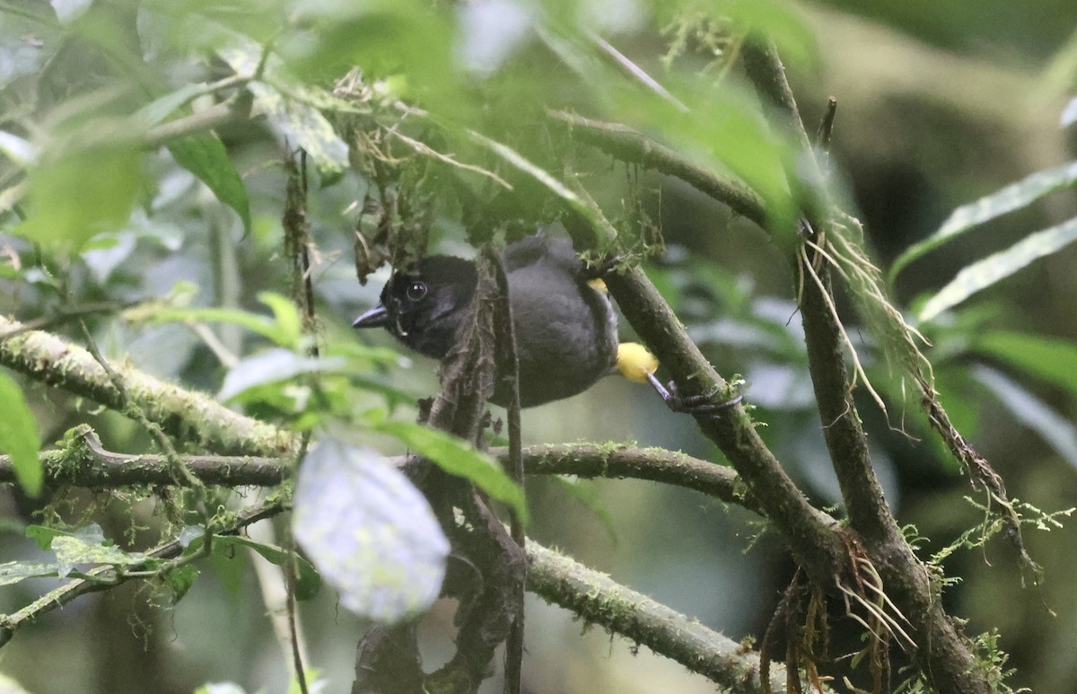 Yellow-thighed Brushfinch - Paul Clarke