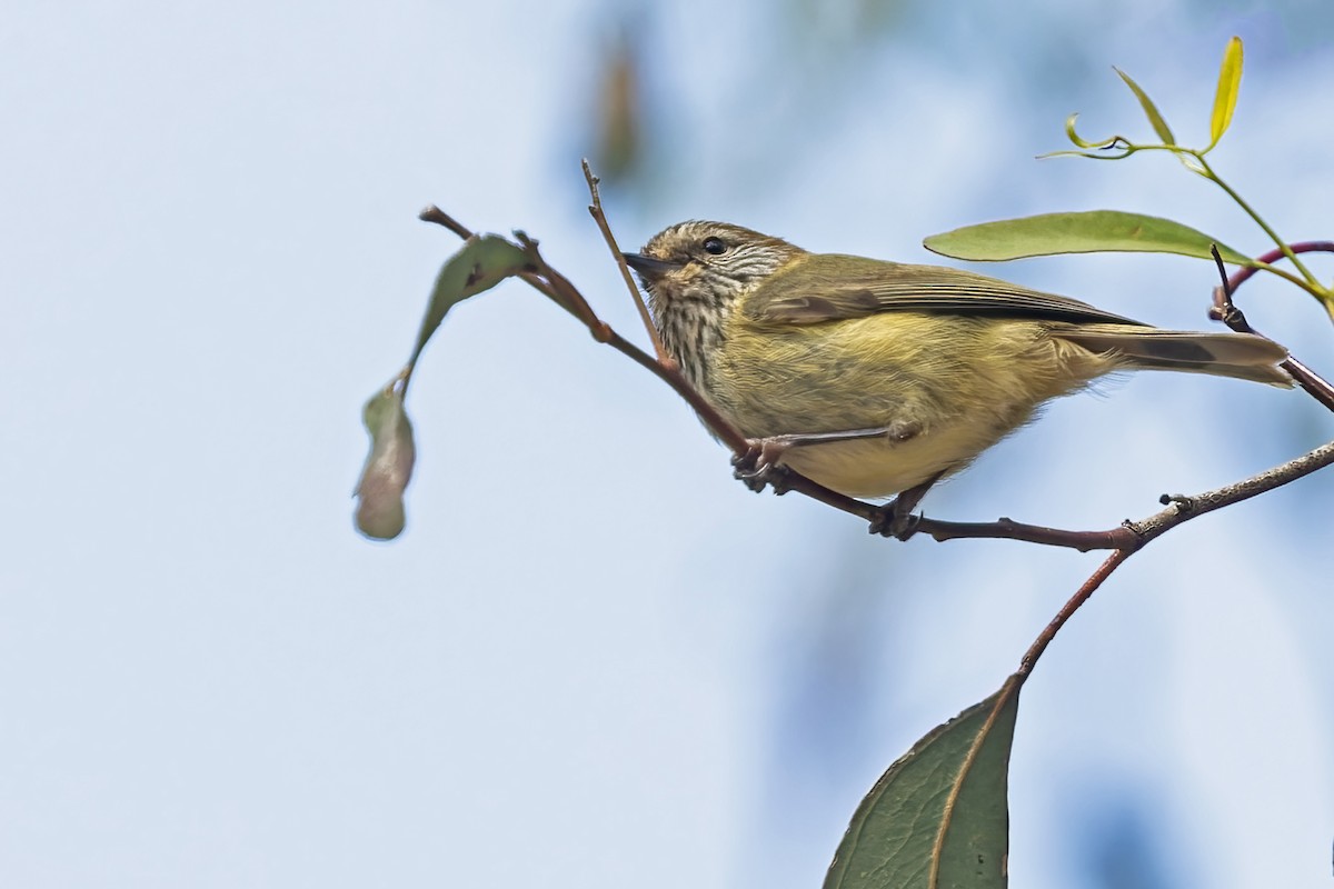 Striated Thornbill - ML518639341