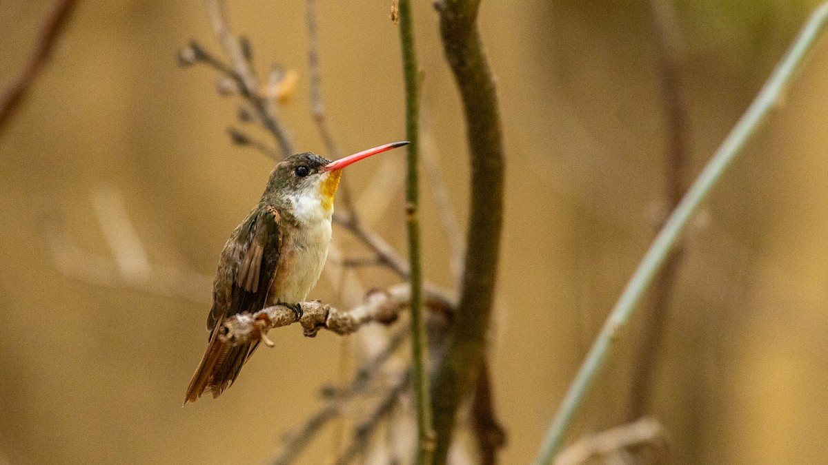 Green-fronted Hummingbird - Aquiles Brinco