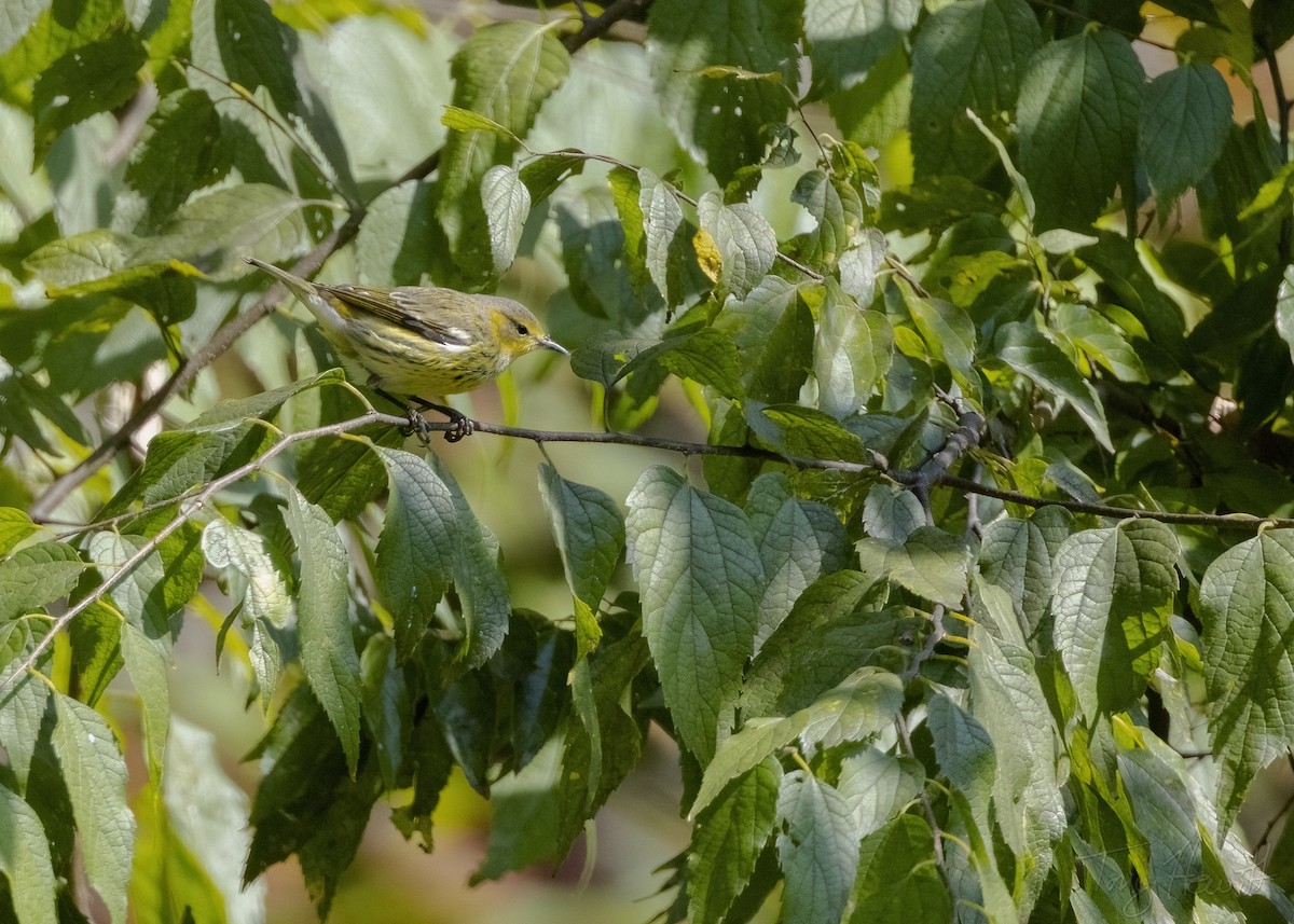 Cape May Warbler - ML518639801