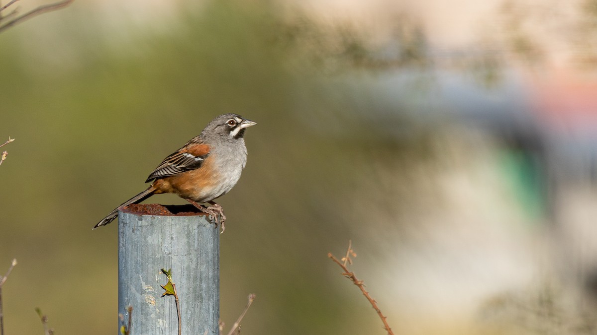 Bridled Sparrow - ML518640371