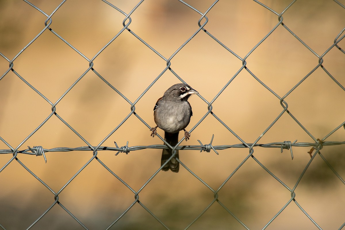 Bridled Sparrow - ML518640381