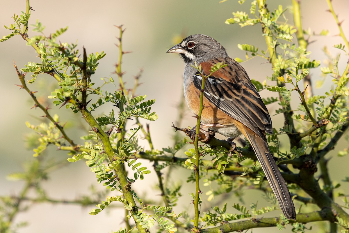 Bridled Sparrow - ML518640391