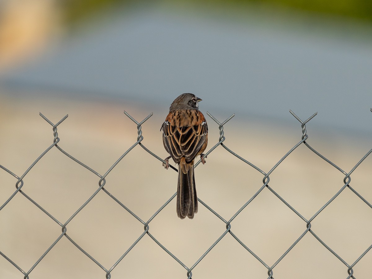 Bridled Sparrow - ML518640401