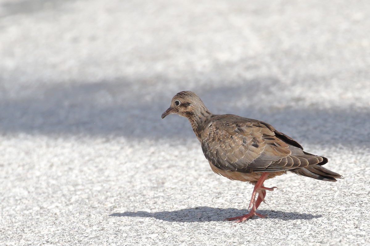 Eared Dove - ML518640921