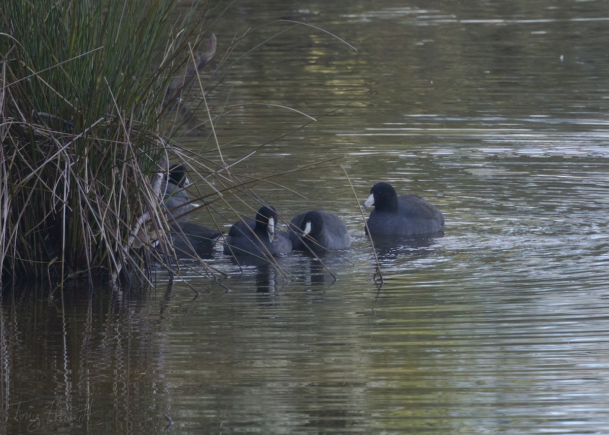 American Coot - ML518641671