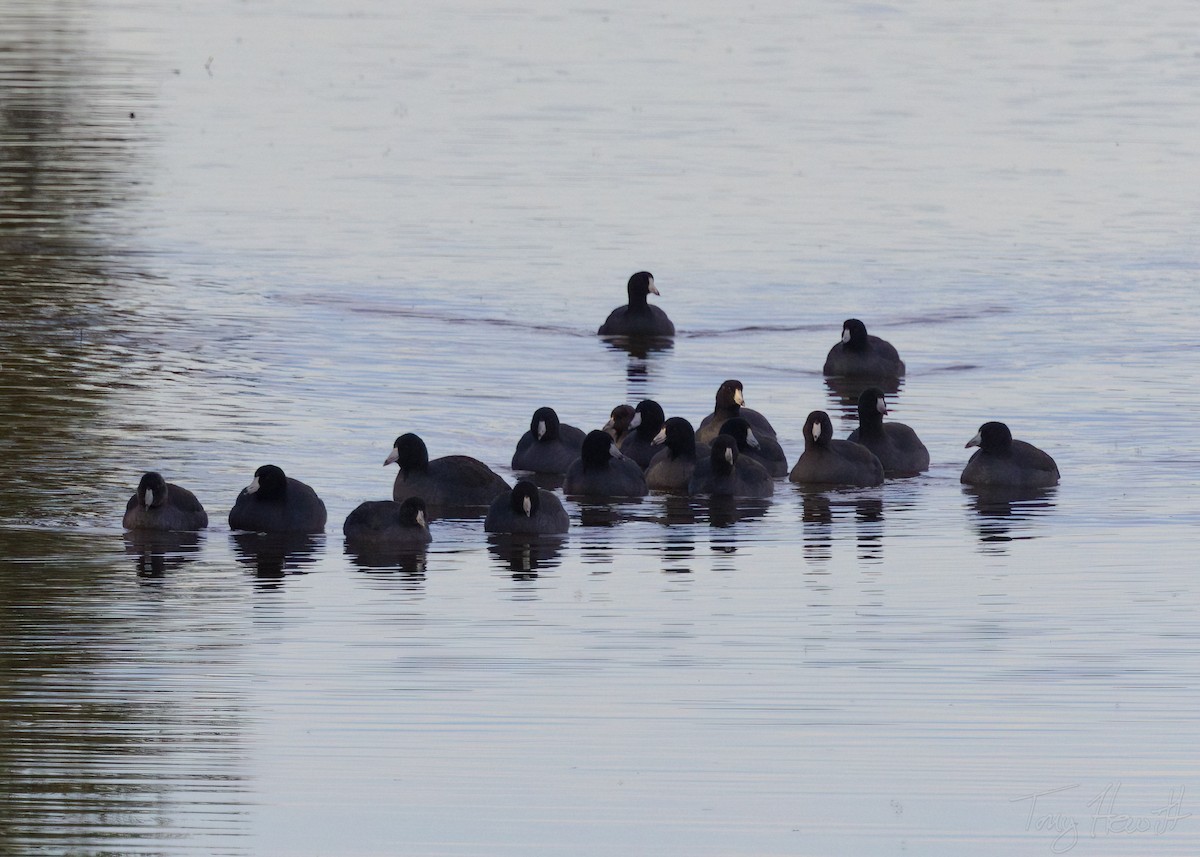 American Coot - ML518641681