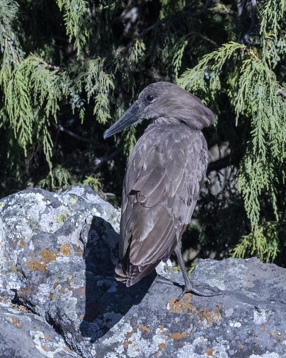 Hamerkop - Bob Martinka